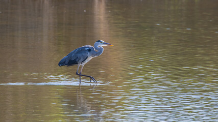 Garza real paseando