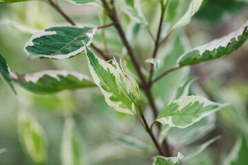 Fresh green spring foliage background, white and green tree leaves 