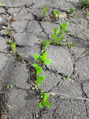 Plants making their way out through cracks in the old asphalt.