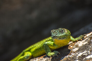 Iguana de cobre, Pristidactylus casuhatiensis