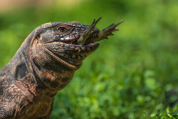 Lagarto colorado comiendo un sapo