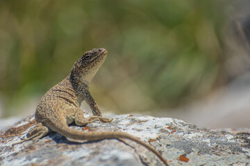 Iguana de cobre hembra