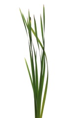 Cane, reed leaves, isolated on white background and texture
