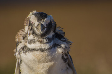 Pinguino desplumando
