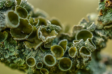 Apotécio de Liquen verde