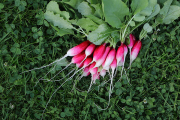 a bunch of radishes with tops lies on green gras