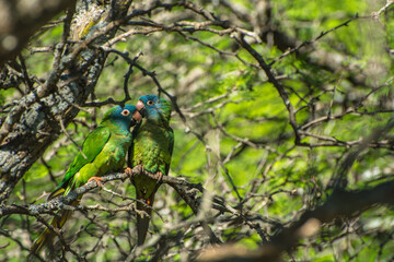Pareja de Loros cabeza azul, Calancate común