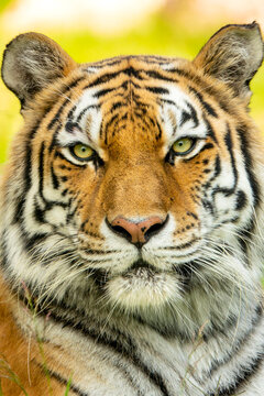 This Amur Tiger seemed very relaxed during our portrait photo shoot at a local zoo. The Amur or formerly Siberian tiger is the worlds largest of the wild cats. 