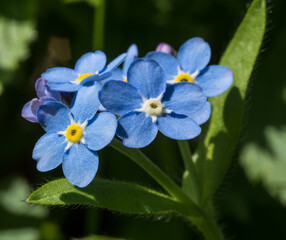 blau Bl&uuml;ten von Vergissmeinnicht