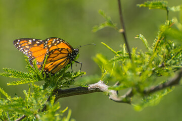 Mariposa monarca en un árbol