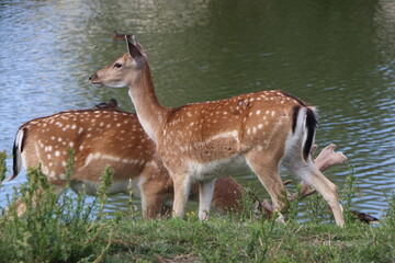 two fallow deer by the lake