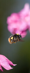 Hochkant - fliegende Hummel vor rosa Blüten