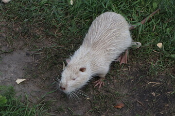 nutria - albino came out of the water in search of food