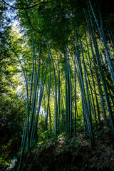 Fototapeta na wymiar Bamboo branches in beautiful Green Bamboo Forest