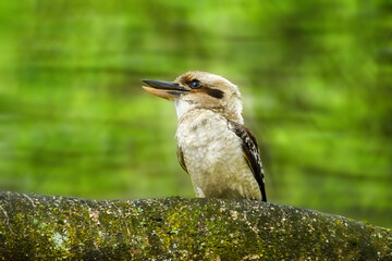 gelber Eisvogel auf einem Ast vor grünem Hintergrund