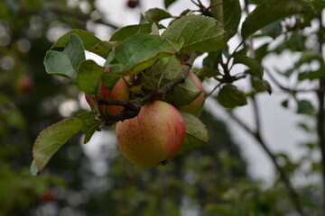 Obraz premium Florance Court, Ireland, National Trust