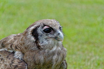 Milky Eagle Owl close up