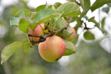 Florance Court, Ireland, National Trust