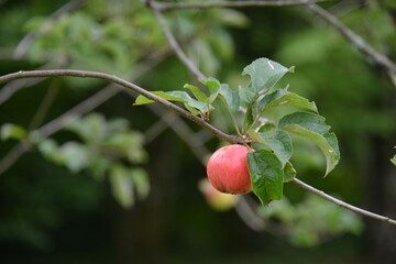 Florance Court, Ireland, National Trust