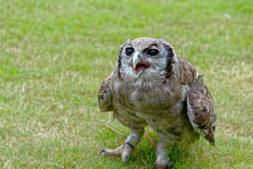 Milky Eagle Owl close up