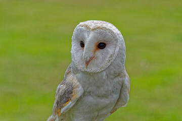 White barn owl close up
