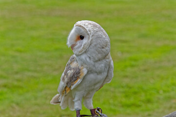 White barn owl close up
