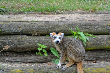 Close up of a brown Lemur
