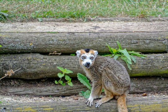 Close Up Of A Brown Lemur