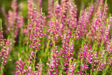 Blooming pink heather, sunlight, colors in the garden