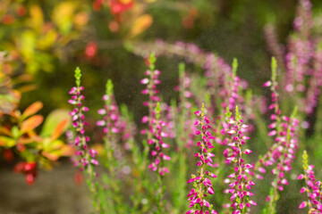 Blooming pink heather, sunlight, colors in the garden