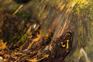 Small, inedible forest mushrooms in a Polish forest