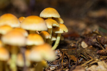 Hypholoma fasciculare, known as the sulphur tuft or clustered woodlover