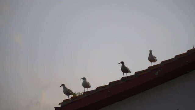 Silueta de gaviotas en el tejado