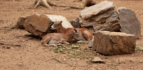 Une femelle mouflon, une brebis est allongée par terre avec son agneau, un mâle.
