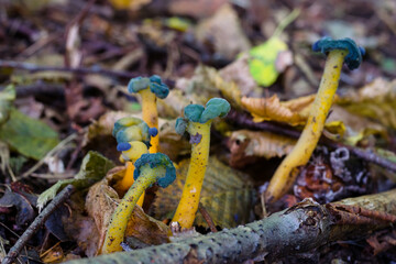  Leotia viscosa, rare green and gold fungus