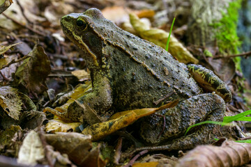 The wood frog, Lithobates sylvaticus or Rana sylvatica, small creature in the forest