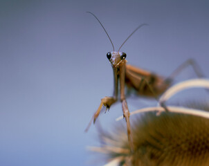 Portret of  Praying mantis on a dry plants.