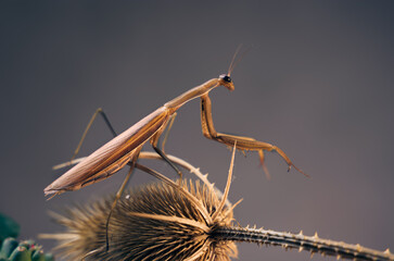 Close- up photo Praying mantis on a dry plants. Colored, full frame.