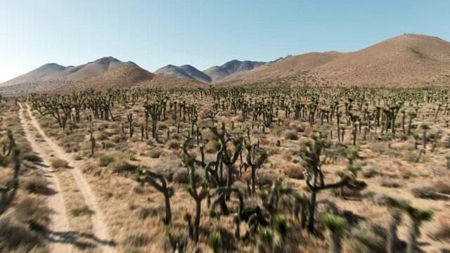 Aerial: Joshua trees in the Desert. California, USA