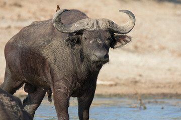Bull African buffalo or Cape buffalo (Syncerus caffer)