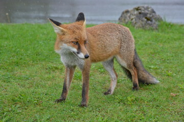 Obraz premium Fox in Ireland
