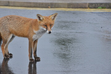 Fototapeta premium Fox in Ireland