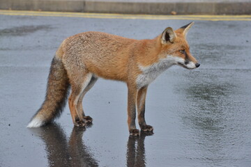 Fox in Ireland