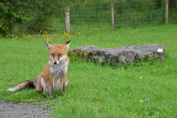 Fox in Ireland