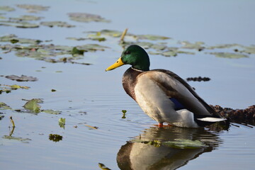 Male Mallard on shore of Lake Washington