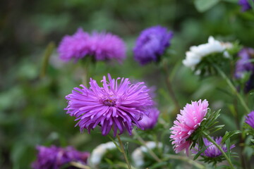 Pink asters on background bokeh violet, pink and white aster flowers, late summer garden, floral background.