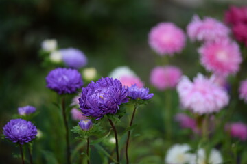 Violet asters on background bokeh pink and white aster flowers, late summer garden, floral background.