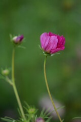 Pink cosmos flowers - just opening flower and flower bud.