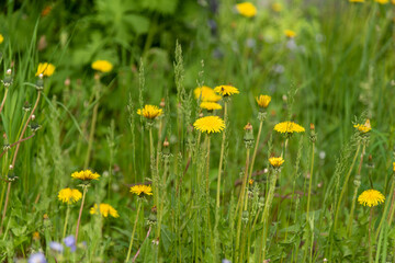 Fototapeta premium Bright yellow wild flowers seen in the summer time in northern Canada. Great desktop, background image. 