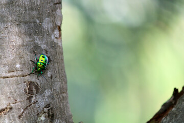Close-up view of the wild insect.